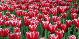 Le bulbose 784 0 097 Le bulbose